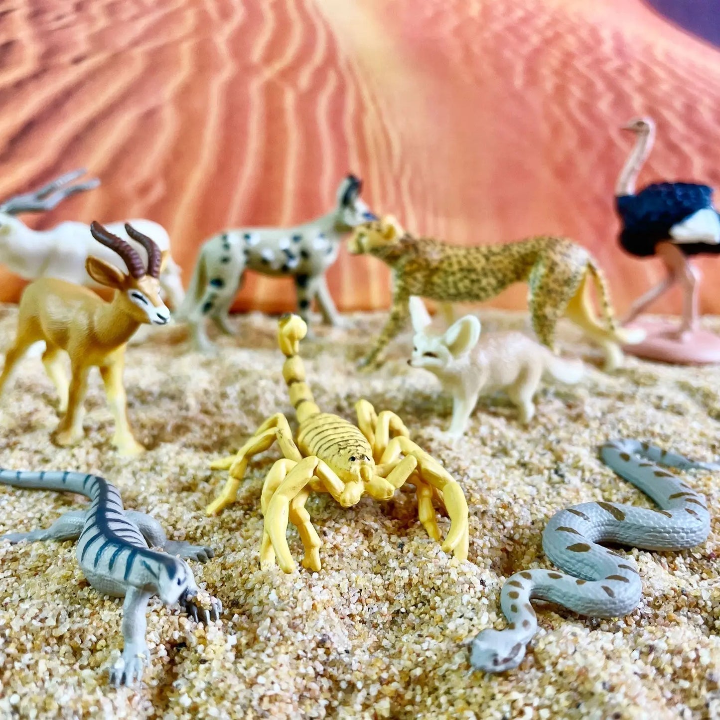 Sahara Desert Animals TOOB®-4