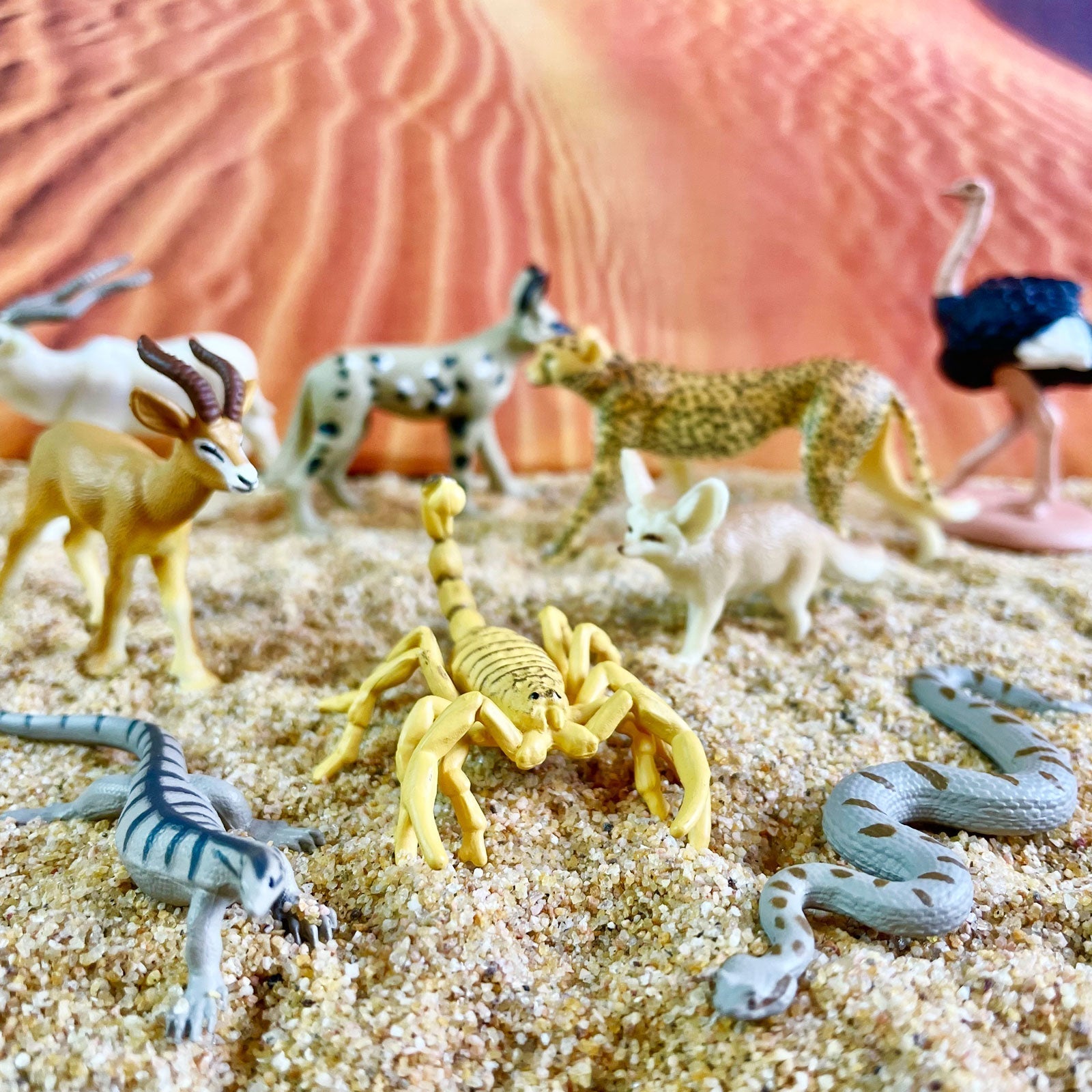 Sahara Desert Animals TOOB®-4